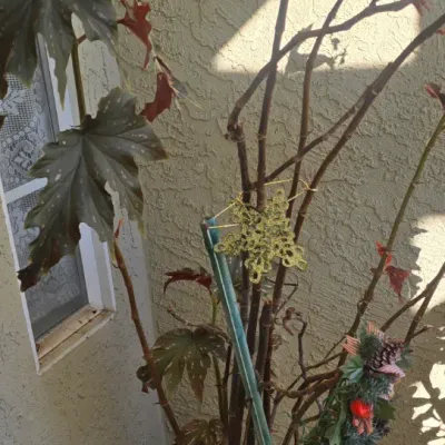 Sale Photo Thumbnail #103: Tall potted angel wing begonia with dark green and burgundy speckled leaves, set in a beige ceramic planter with decorative stakes.