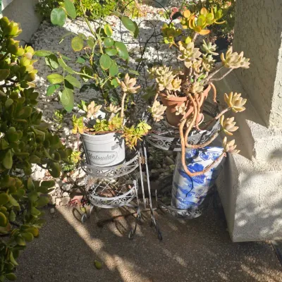 Sale Photo Thumbnail #101: Collection of potted succulents and outdoor plants set on metal plant stands on a patio.