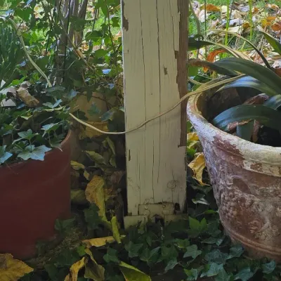 Sale Photo Thumbnail #131: Two large outdoor planters with live green plants, including a weathered terracotta pot with embossed scrollwork and a simple red cylindrical planter.
