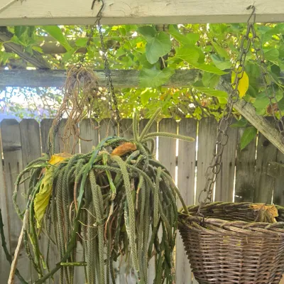 Sale Photo Thumbnail #133: Hanging basket containing a mature, cascading rat tail cactus alongside an empty woven wicker hanging planter.