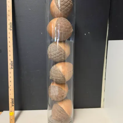 Set of 6 Ceramic Acorns in 27" Glass Cylinder Vase