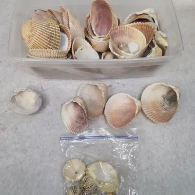 Large Collection of Beach Shells