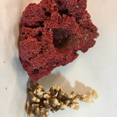 1 Large Piece of Red Coral and 1 Smaller White and Brown Piece of Coral (9' x 10")