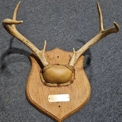 Whitetail Deer Antler Plaque - Estate Sales Warehouse (GR)