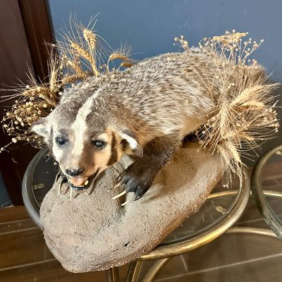 Full-body taxidermy American badger mounted on a faux rock base with dried wheat accents.