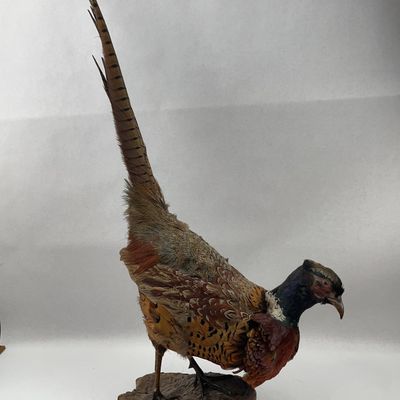 Sale Photo Thumbnail #489: Ring-necked Pheasant Mount