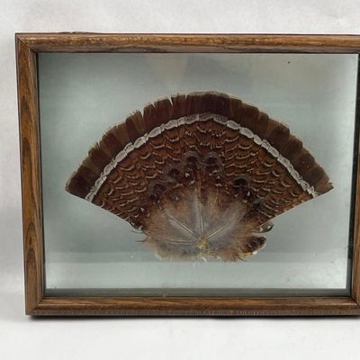 Sale Photo Thumbnail #184: Ruffed Grouse Tail Fan in Wood Frame