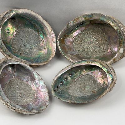 Sale Photo Thumbnail #167: A Group of Natural Abalone Shells