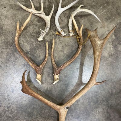 Sale Photo Thumbnail #491: Deer & Moose Antler Assortment