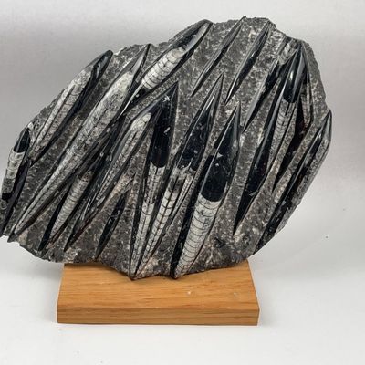 Sale Photo Thumbnail #208: Large Orthocone Cephalopod Fossil Plate