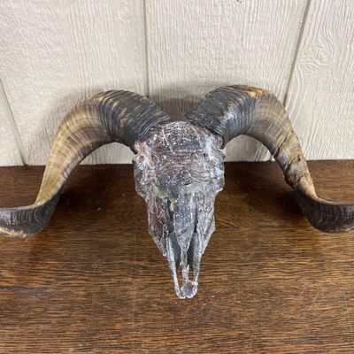 Sale Photo Thumbnail #60: Ram Skull with Spiraling Horns
