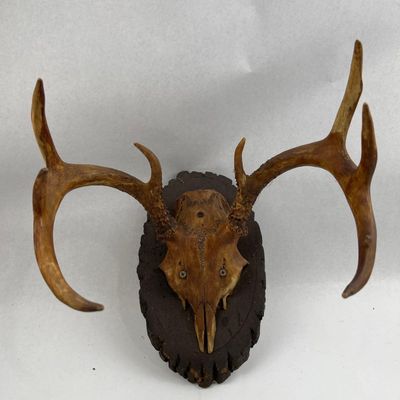 Sale Photo Thumbnail #492: White-tailed Deer 6-Point Antler Plaque