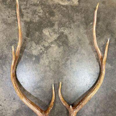 Sale Photo Thumbnail #490: Pair Matched Mule Deer Shed Antlers