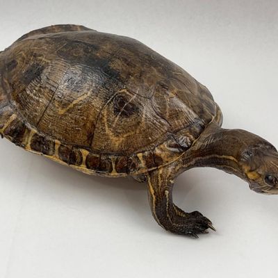 Sale Photo Thumbnail #205: North American Turtle Taxidermy