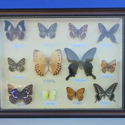 Butterfly Specimens In Shadow Box