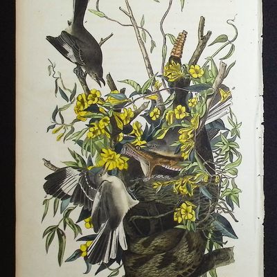 Audubon, First Ed - Common Mocking Bird. 138