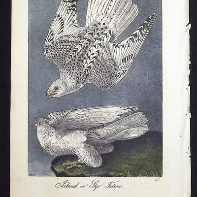 Audubon, First Ed - Iceland or Gyr Falcon