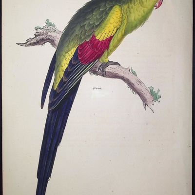 Bourjot Saint-Hilaire - Parrot [Psittacus Sagittifer Melanura, La Perruche Sagittifere a queue noire]