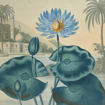 Sale Photo Thumbnail #120: Thornton, Folio - The Blue Egyptian Water Lily