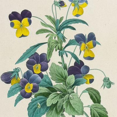 Sale Photo Thumbnail #114: Redoute, Choix - Wild Pansy [Viola tricolor]