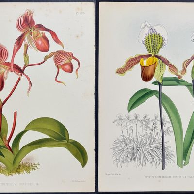 Warner - 5 Orchid Prints (Cypripedium)