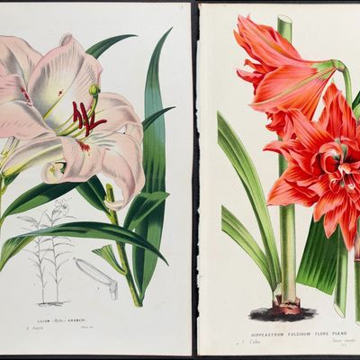 Van Houtte - 5 Amaryllis & Lily Prints