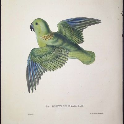 Bourjot Saint-Hilaire - Parrot [Psittacula Squammato Torquata, La Psittacule a Collier Ecaille]