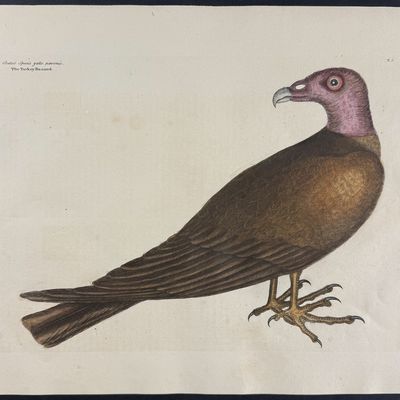 Sale Photo Thumbnail #108: Catesby, Folio - Turkey Buzzard. 1-6