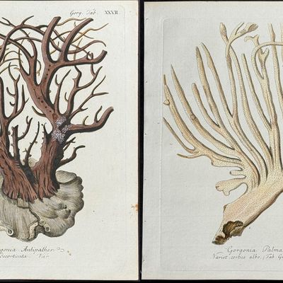 Esper - 6 Coral or Sea Life Engravings