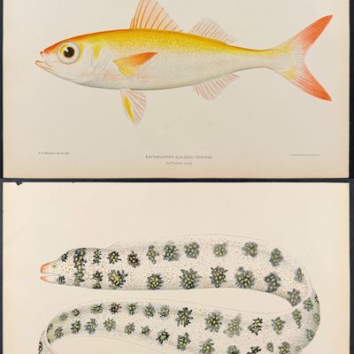 Bien, Hawaii - 5 Fish, Eel, Sea Life Prints