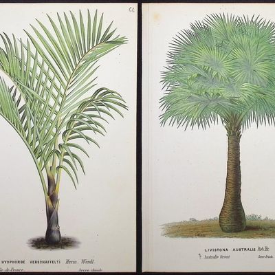 Van Houtte - 6 Palm Tree Prints