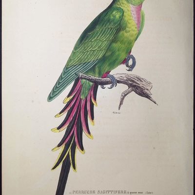 Bourjot Saint-Hilaire - Rose-crowned Parakeet [Psittacus Sagittifer Rosaceus, La Perruche Sagittifere a queue rose]