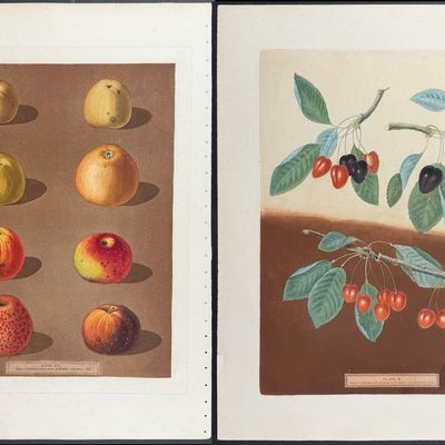 Sale Photo Thumbnail #118: Brookshaw, Folio - 4 Fruit Engravings: