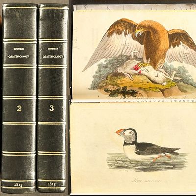 Sale Photo Thumbnail #106: Smith's British Ornithology - 3 Volumes with 177 Originally Hand-colored Engravings