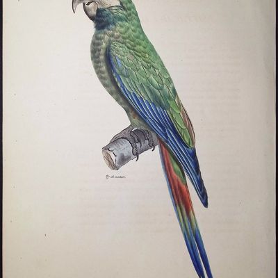 Bourjot Saint-Hilaire - White-eyed or Illiger's Parakeet [L'Ara Dilliger, Psittacara Illigeri]