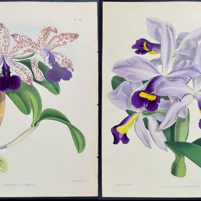 Warner - 6 Orchid Prints (Cattleya)
