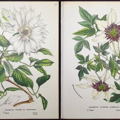 Van Houtte - 4 Clematis Prints