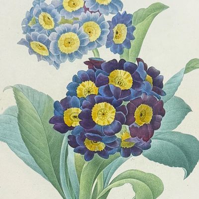 Sale Photo Thumbnail #115: Redoute, Choix - Bear's Ear [Primula auricula]