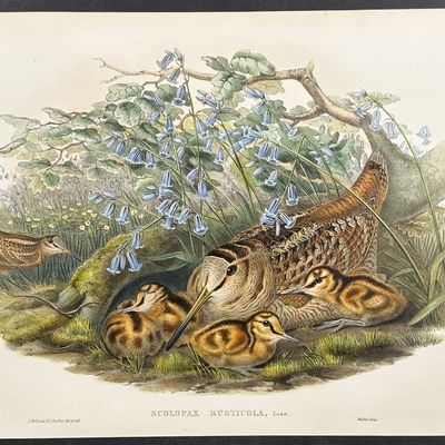 Gould, Great Britain - Woodcock