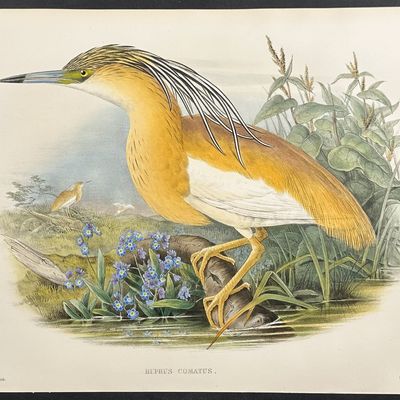 Sale Photo Thumbnail #101: Gould, Great Britain - Squacco Heron