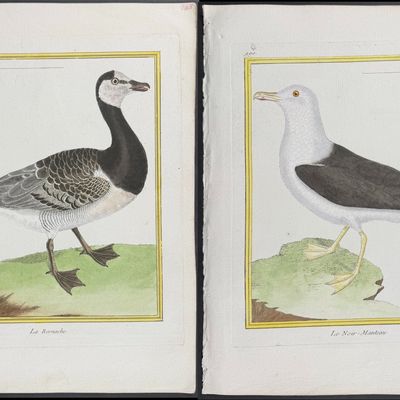 Martinet & Buffon - 6 Shore or Water Bird Engravings