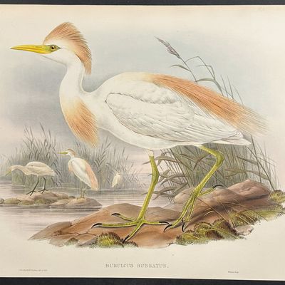 Sale Photo Thumbnail #103: Gould, Great Britain - Buff-backed Heron
