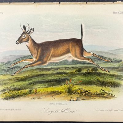 Audubon - Long-tailed Deer. 118