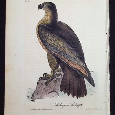 Audubon, First Ed - Washington Sea Eagle. 13