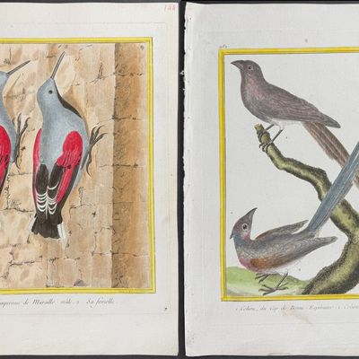 Martinet & Buffon - 6 Bird Engravings