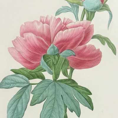 Sale Photo Thumbnail #117: Redoute, Choix - Chinese Peony [Paeonia]