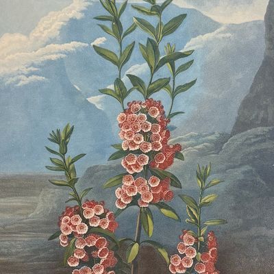 Sale Photo Thumbnail #119: Thornton, Folio - The Narrow-leaved Kalmia