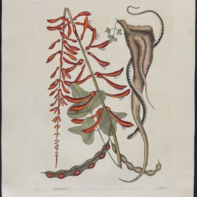 Sale Photo Thumbnail #111: Catesby, Folio - Little Brown Bead Snake with Coral Bush. 2-49