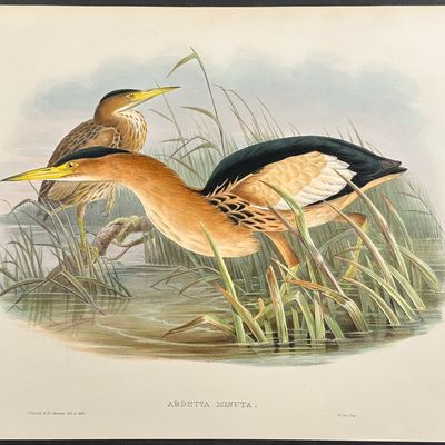 Gould, Great Britain - Little Bittern