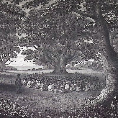 Wilkes, Hawaii - Grove of Kukui Trees Kavai (Kauai, Hawaii) (Sandwich Islands)